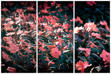 Triptych of  pink flowers.