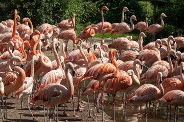 Large group of pink flamingos