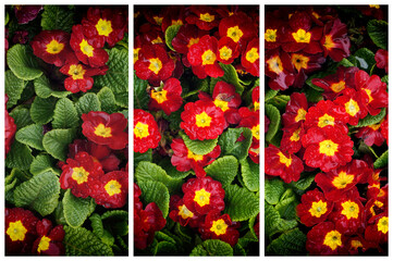 Red flowers of Primrose (Primula) in tryptych.