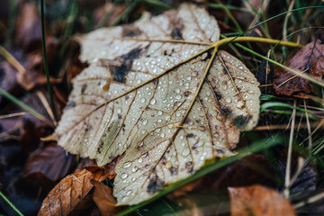 Detail photo of water drops on an autumn leaf. Small shiny rain doplets on a fallen leaves. Macro photo of water drops.