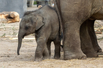 Naklejka premium Young elephant in the vicinity of his mother and other elephants