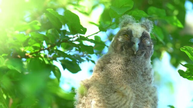 Close up of young chick long eared owl (Asio otus) portrait sitting and waking up on dense branch deep in crown. Wildlife tranquil portrait footage of bird in natural habitat background.