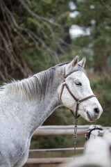 Autumn portrait of white horse tied to a post in stable ranch outdoor on green pine tree background