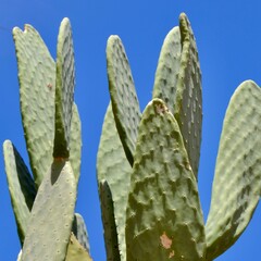 Cactus and sky
