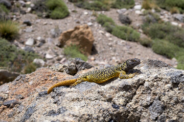 Domuyo provincial Park, Neuquen,  Argentina.