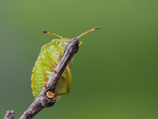 Grüne Stinkwanze -  Palomena prasina von der unten.