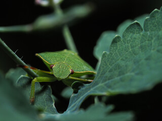 Grüne Stinkwanze -  Palomena prasina