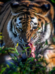 Siberian tiger feeding on a raw meat