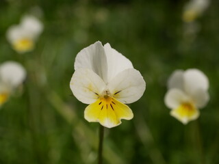 Flowering white-yellow field violets on a sunny spring day. Wildflowers are natural.