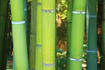 Fototapeta premium The famous Prafrance bamboo garden, a wonderful exotic garden at Anduze, France 