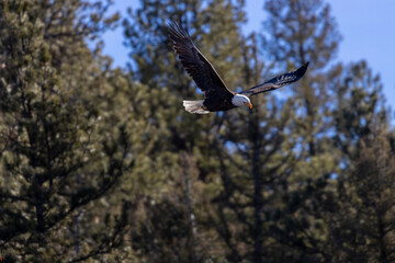 Bald Eagle in Eleven Mile Canyon