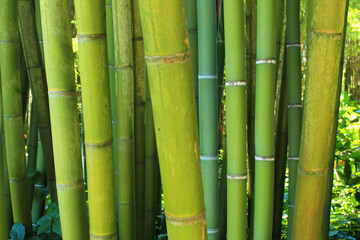Obraz premium The famous Prafrance bamboo garden, a wonderful exotic garden at Anduze, France 
