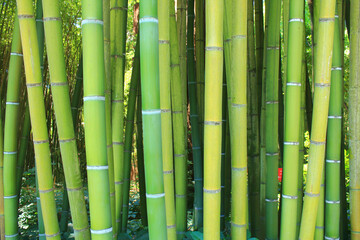 The famous Prafrance bamboo garden, a wonderful exotic garden at Anduze, France
