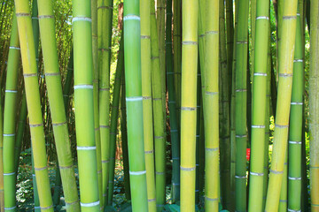 Fototapeta premium The famous Prafrance bamboo garden, a wonderful exotic garden at Anduze, France 