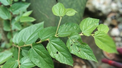 beatiful plant on a  beatiful day