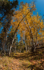 autumn in the forest