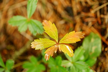 Macro photography of colorful leaf in forest in autumn