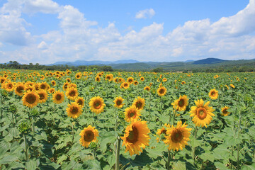 Fototapeta premium Sunflower field in the Gard region in France 