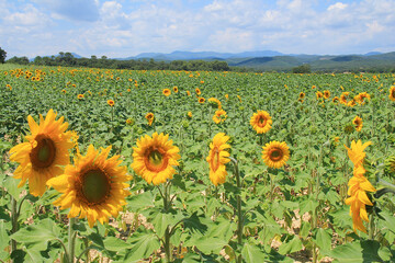 Sunflower field in the Gard region in France
