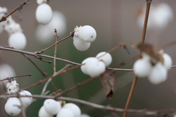 Schneeball Strauch mit Früchten