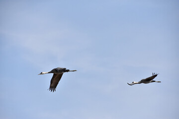 日本飛来する渡り鳥　鶴　鹿児島県出水平野