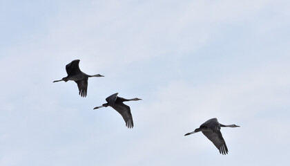 日本飛来する渡り鳥　鶴　鹿児島県出水平野