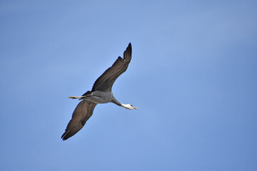 日本飛来する渡り鳥　鶴　鹿児島県出水平野