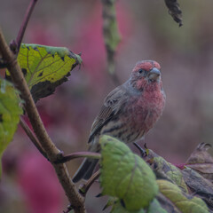 House finch on a branch