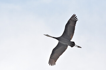 日本飛来する渡り鳥　鶴　鹿児島県出水平野