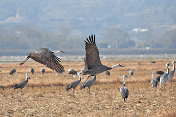 日本飛来する渡り鳥　鶴　鹿児島県出水平野