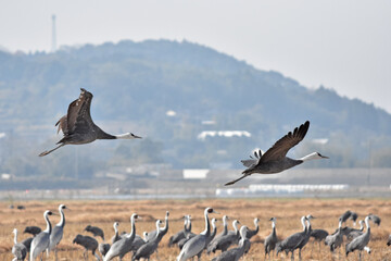 日本飛来する渡り鳥　鶴　鹿児島県出水平野