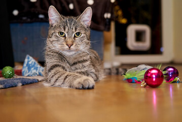 young grey tabby cat is lying on the floor surrounded by christmas baubles and toys and looks attentively into camera