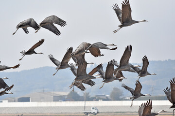 日本飛来する渡り鳥　鶴　鹿児島県出水平野