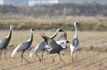 日本飛来する渡り鳥　鶴　鹿児島県出水平野
