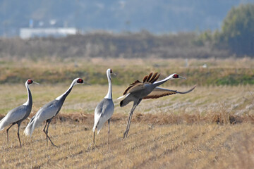 日本飛来する渡り鳥　鶴　鹿児島県出水平野