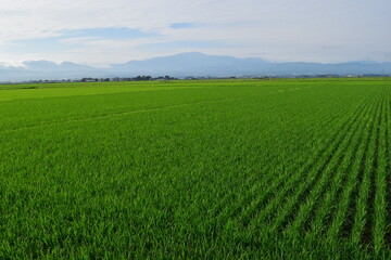田園風景 山形県庄内平野