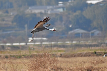 日本飛来する渡り鳥　鶴　鹿児島県出水平野