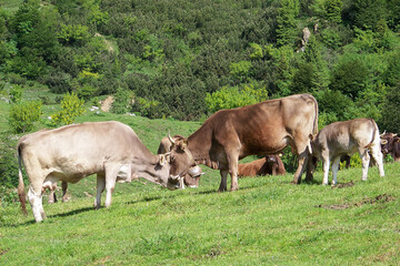 Two oxen effusions in the green meadows of a mountain pasture