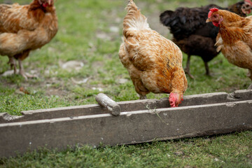 Several red, farm chickens eating some corn in the countryside. Farming and Pet Concept.