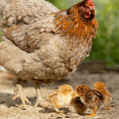 Closeup of a mother chicken with its baby chicks on the farm. Hen with baby chickens