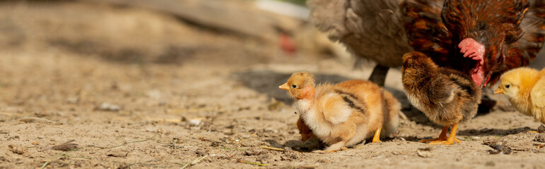 Closeup of a mother chicken with its baby chicks on the farm. Hen with baby chickens