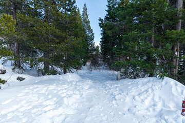 Path Beyond the Pines