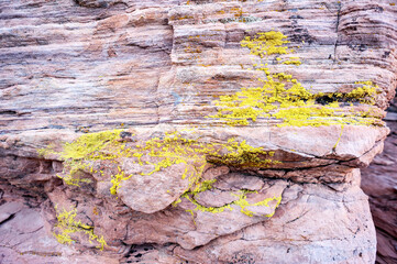 Green lichen on red sandstone