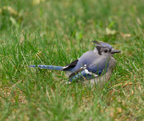 Baby Bluejay