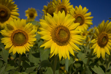 Sunflowers