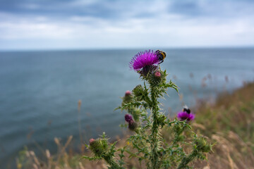 Hummel auf einer Distel an der Küste