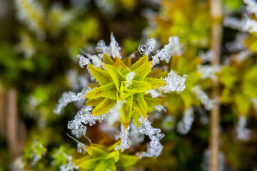 Winter - Schnee - Eis