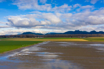 Fototapeta premium Trumpeter Swans in the Skagit Valley. The Skagit Valley is visited by thousands of swans each winter coming from Alaska, with the first arrivals settling down in early November. 