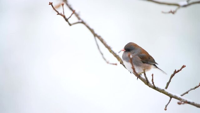 Closeup of one dark-eyed junco small bird perched sitting on oak tree branch at winter snow in Virginia puffed up ruffling feathers in snowing weather