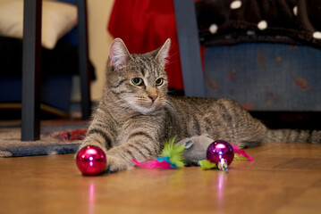 young grey tabby cat is lying on the floor and playing with christmas baubles